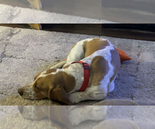 Medium Photo #3 Basset Hound Puppy For Sale in Carrollton, TX, USA