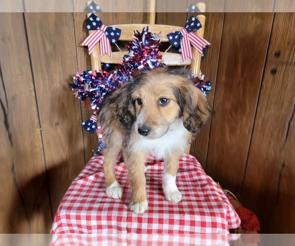 Medium Photo #8 Bernedoodle (Miniature) Puppy For Sale in BLACK FOREST, CO, USA