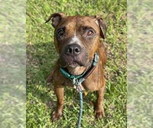 American Staffordshire Terrier Dogs for adoption in Fort Lauderdale, FL, USA