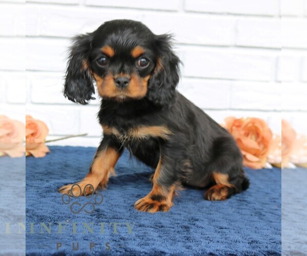 Medium Photo #2 Cavapoo (Miniature) Puppy For Sale in NARVON, PA, USA