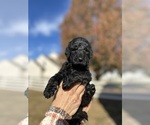 Puppy Puppy 4 Goldendoodle