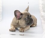 Small Photo #2 French Bulldog Puppy For Sale in DEEPHAVEN, MN, USA