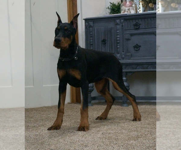 Medium Photo #5 Doberman Pinscher Puppy For Sale in WARSAW, IN, USA