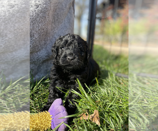 Full screen Photo #4 Goldendoodle Puppy For Sale in LODI, CA, USA