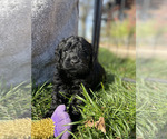 Small Photo #4 Goldendoodle Puppy For Sale in LODI, CA, USA