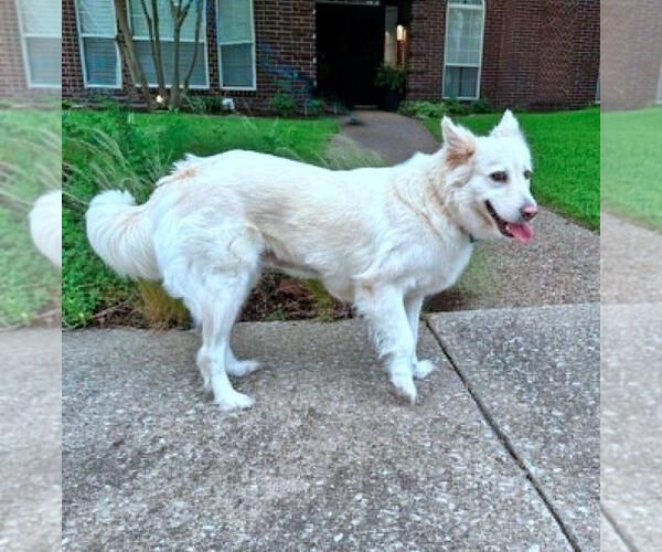 Medium Photo #4 - Mix Puppy For Sale in Hoffman Estates, IL, USA