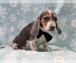 Small #13 Beagle