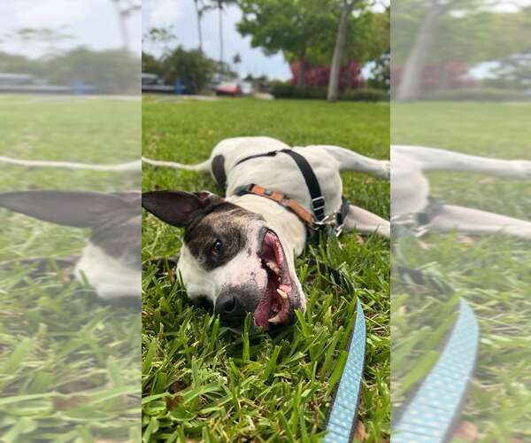 Medium Photo #3 Mutt Puppy For Sale in Pompano Beach , FL, USA