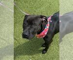 Small #1 American Pit Bull Terrier Mix