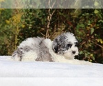 Small #15 ShihPoo
