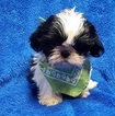 Small Photo #15 Shih Tzu Puppy For Sale in BUFFALO, MO, USA