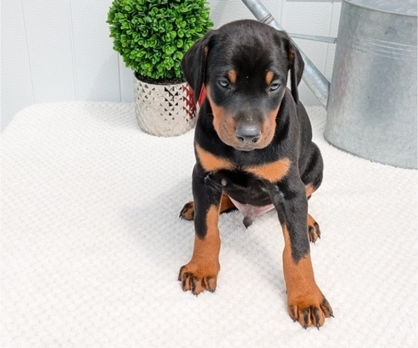 Medium Photo #9 Doberman Pinscher Puppy For Sale in GOSHEN, IN, USA