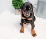 Small #8 Doberman Pinscher