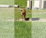 Small #1 American Pit Bull Terrier-Labrador Retriever Mix
