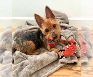 Mutt Dogs for adoption in San Diego, CA, USA