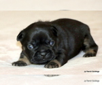 Small Photo #40 French Bulldog Puppy For Sale in WINNSBORO, TX, USA