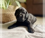 Puppy Clint Goldendoodle