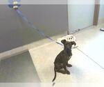 Small American Staffordshire Terrier-Labrador Retriever Mix