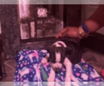 Small Photo #44 Boston Terrier-Collie Mix Puppy For Sale in COLUMBUS, OH, USA