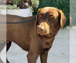 Small Doberman Pinscher-Labrador Retriever Mix