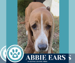 Small #2 Basset Hound
