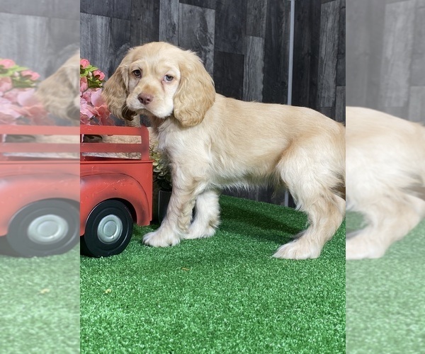 Medium Photo #2 Cocker Spaniel Puppy For Sale in CANOGA, NY, USA