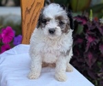 Small Photo #36 Maltipoo (Toy) Puppy For Sale in GOSHEN, IN, USA