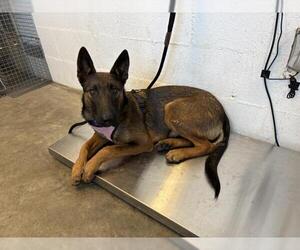 Mutt Dogs for adoption in Corona, CA, USA