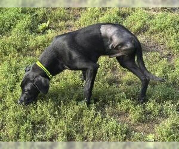 Medium Photo #8 Labrador Retriever-Unknown Mix Puppy For Sale in Wakefield, RI, USA