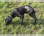 Small #7 Labrador Retriever Mix