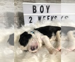 Small Photo #26 Sheepadoodle Puppy For Sale in NIXA, MO, USA