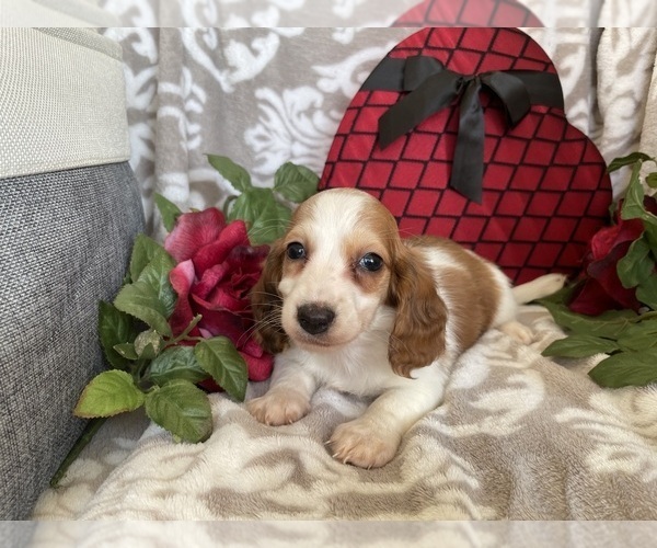 Medium Photo #7 Dachshund Puppy For Sale in SHILOH, OH, USA