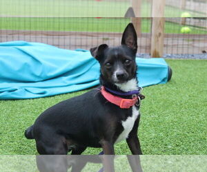 Chihuahua-Unknown Mix Dogs for adoption in Chestertown, MD, USA