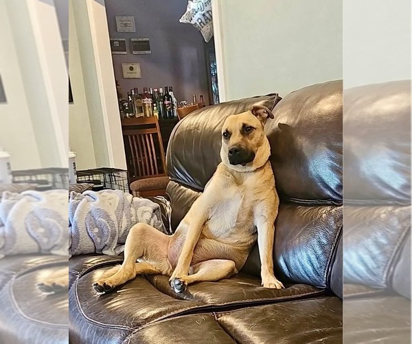 Medium Photo #3 Black Mouth Cur-Unknown Mix Puppy For Sale in Rockaway, NJ, USA