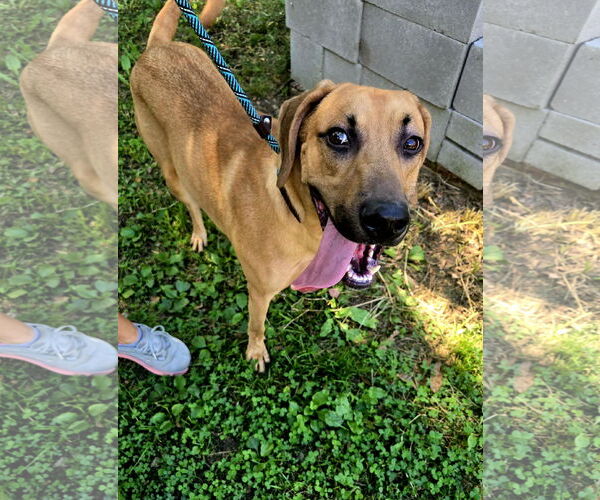 Medium Photo #2 Mutt Puppy For Sale in Jackson, MS, USA