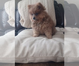 Chow Chow-Pomeranian Mix Puppy for sale in NILES, MI, USA