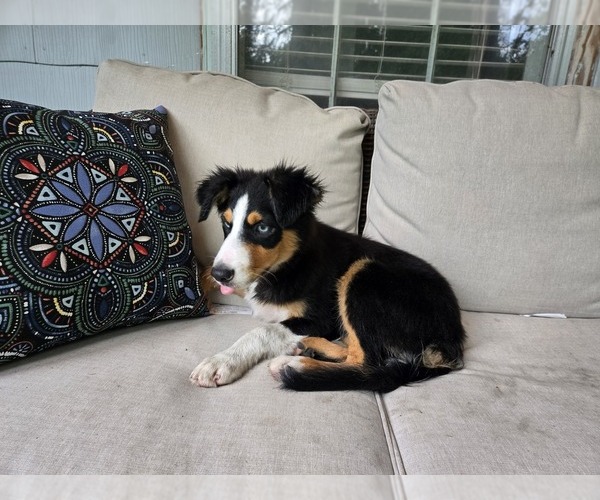 Medium Photo #1 Border-Aussie Puppy For Sale in NASHVILLE, TN, USA