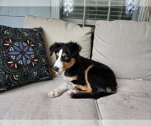Medium Border-Aussie