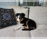 Puppy Blu Border-Aussie
