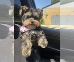 Small #1 Yorkshire Terrier