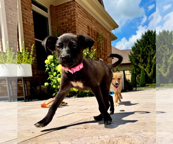 Medium Photo #3 Siberian Husky-Unknown Mix Puppy For Sale in Germantown, OH, USA