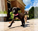 Small #2 Siberian Husky Mix