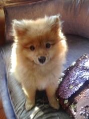 Pomeranian Puppy for sale in NEW YORK, NY, USA