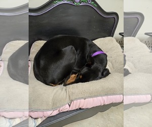 Doberman Pinscher Dogs for adoption in Buffalo, MN, USA