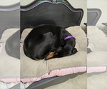Small Doberman Pinscher