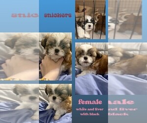 Shih Tzu Puppy for sale in MONROE, LA, USA