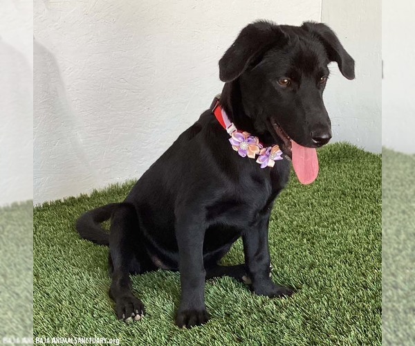 Medium Photo #3 Dachshund-Unknown Mix Puppy For Sale in San Diego, CA, USA