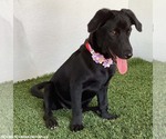 Small Photo #3 Dachshund-Unknown Mix Puppy For Sale in San Diego, CA, USA