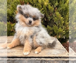 Pomeranian Puppy for sale in MIDDLEBURY, IN, USA