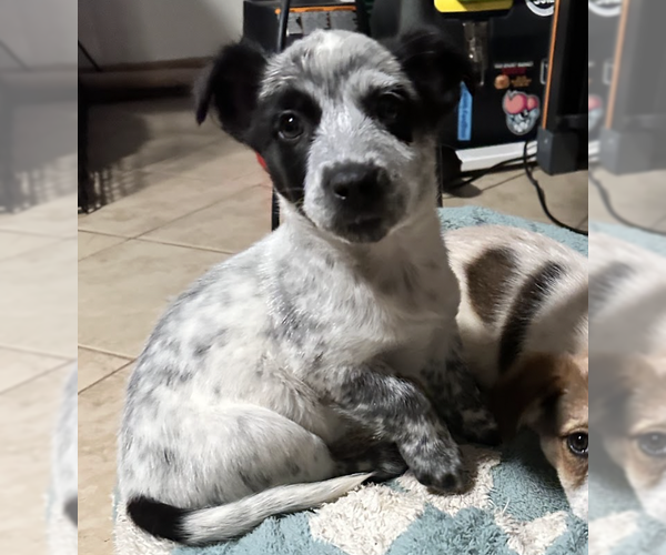 Medium Photo #1 Mutt Puppy For Sale in Brooklyn, NY, USA